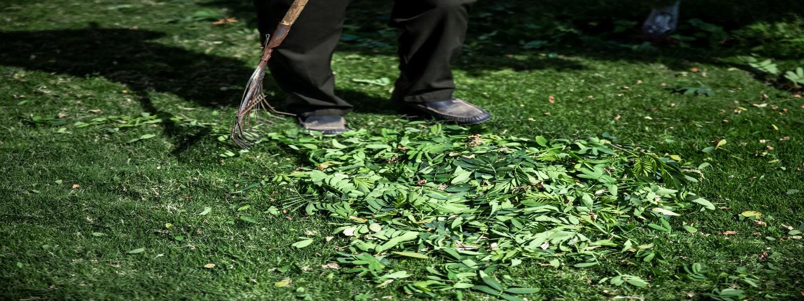 Knotweed Removal Specialists