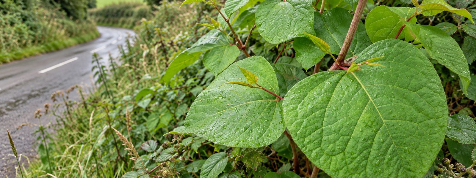 Knotweed Removal in Folkestone