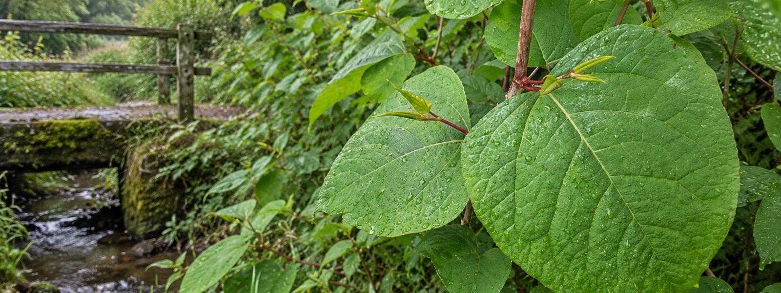 Knotweed Removal in Bournemouth
